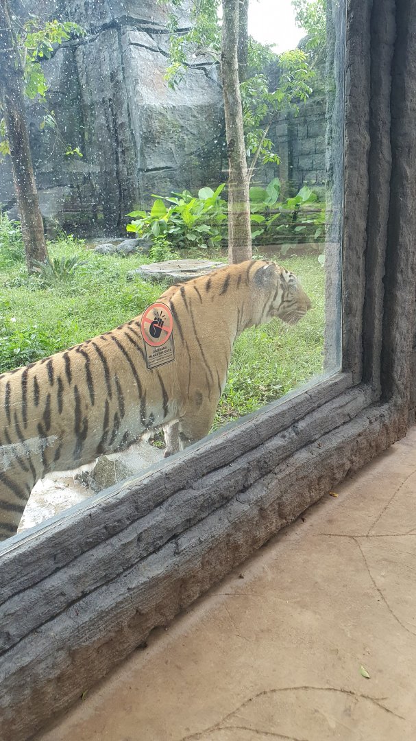Bengal Tiger (Panthera tigris) - Solo Safari