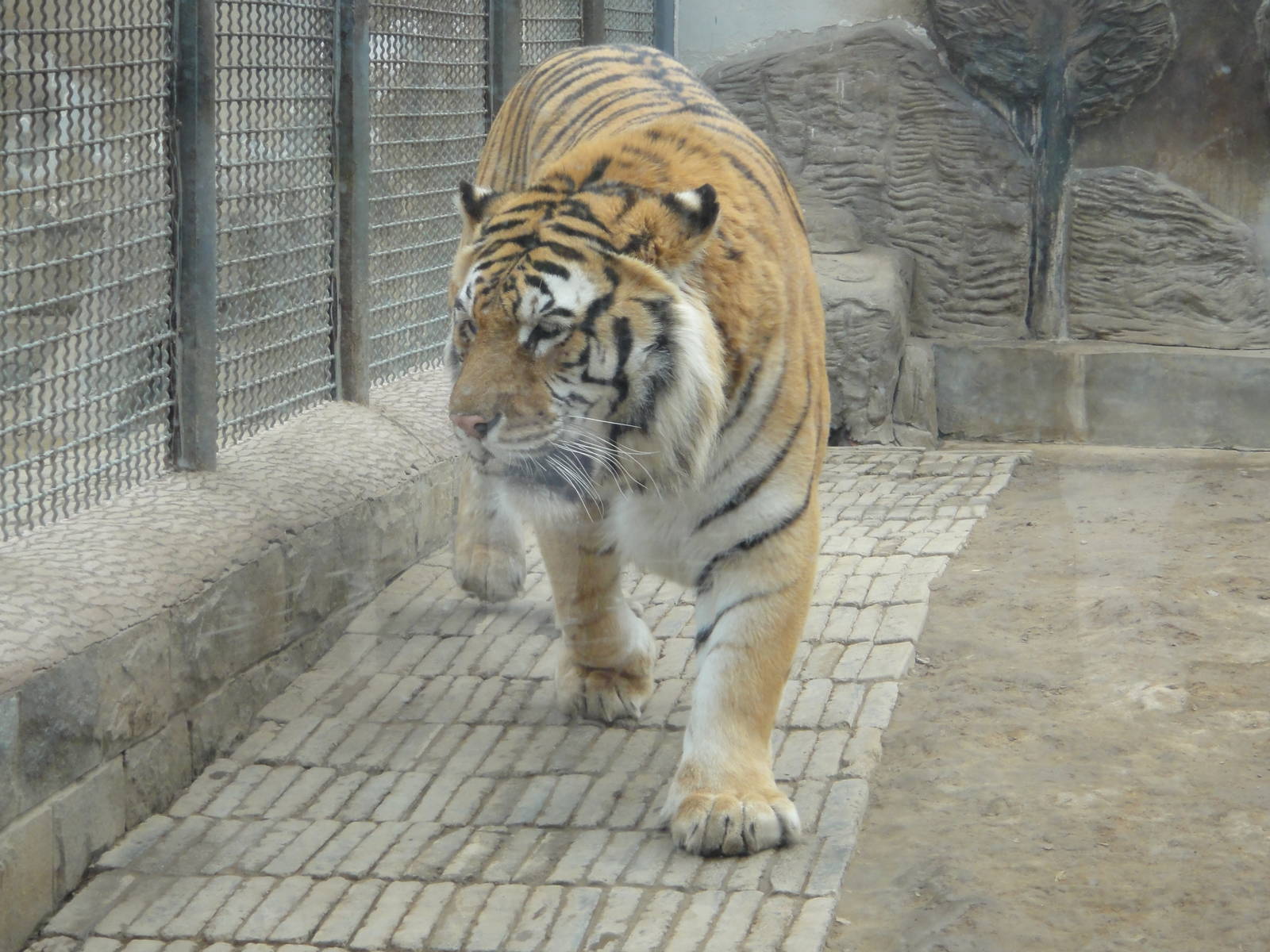 Bengal tiger (Panthera tigris tigris) male