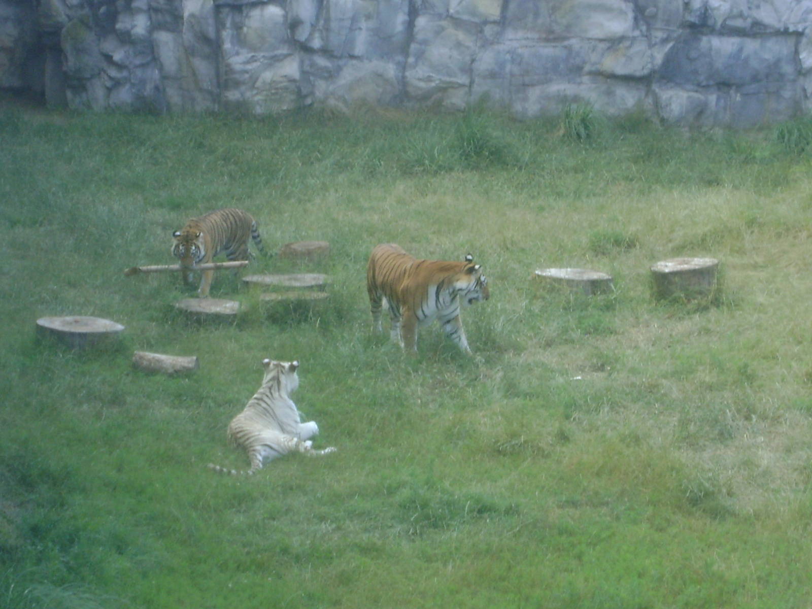 Bengal Tiger (Panthera tigris tigris) - Temaiken