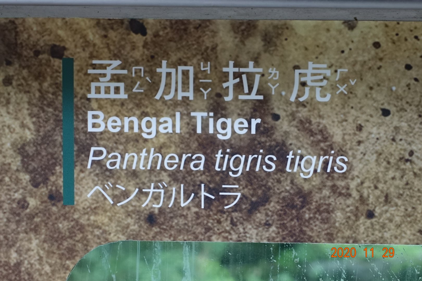 Bengal Tiger (Panthera tigris tigris)