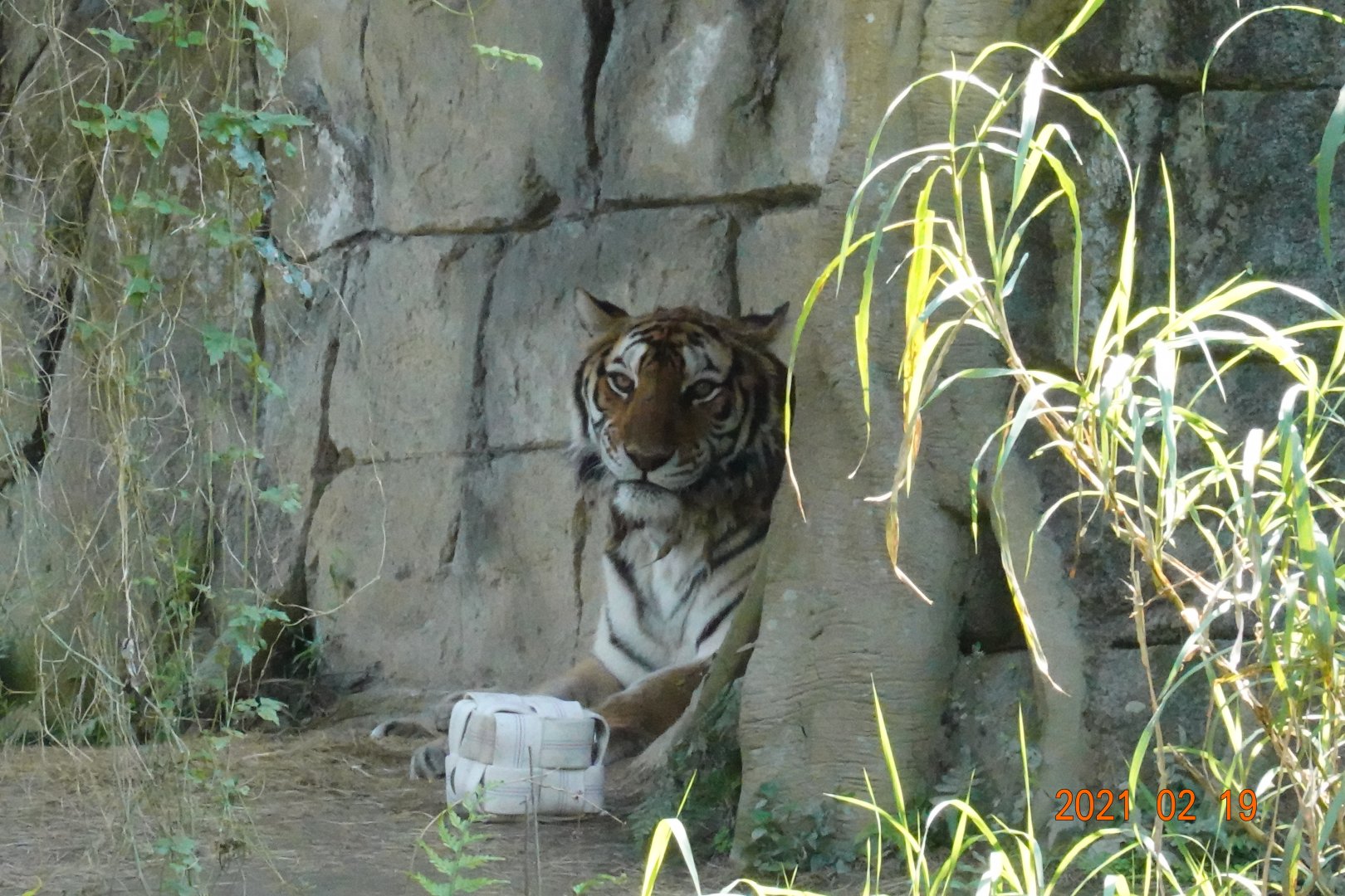 Bengal Tiger (Panthera tigris tigris)