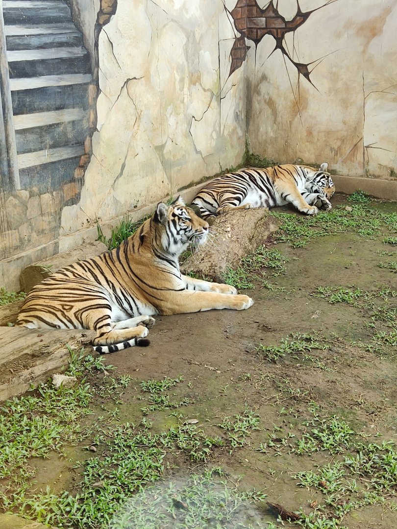 Bengal Tiger (Panthera tigris tigris)