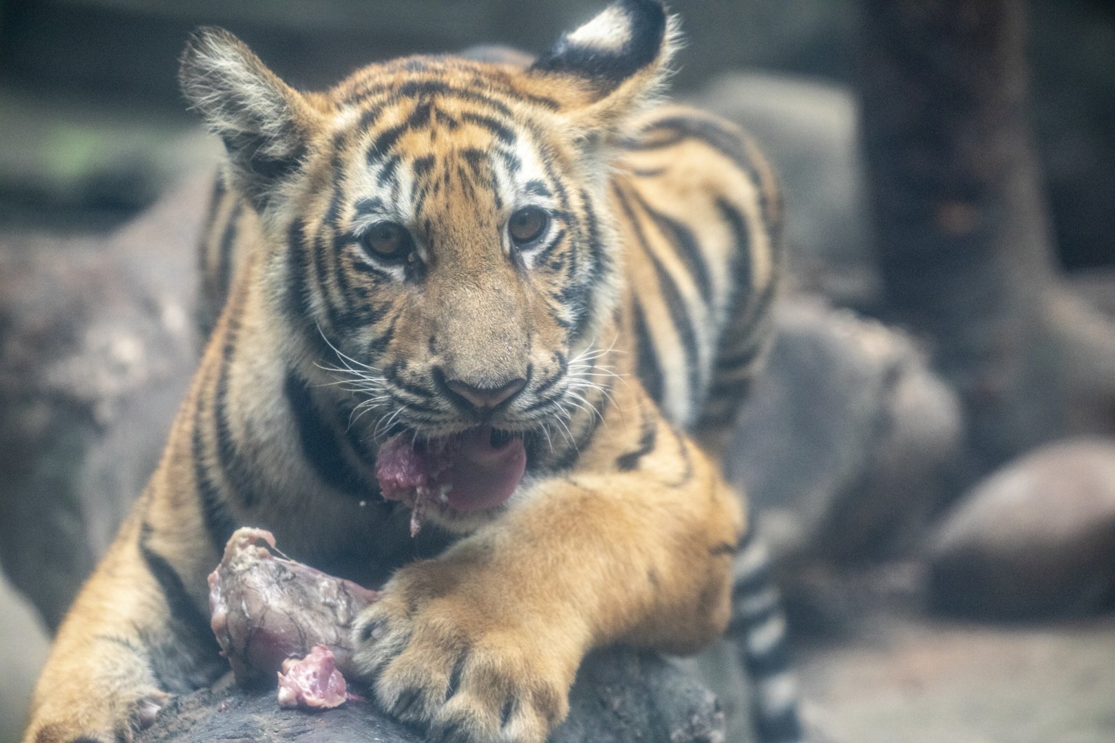 Bengal tiger ( Panthera tigris tigris )
