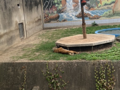 Bengal tiger (Panthera tigris tigris)