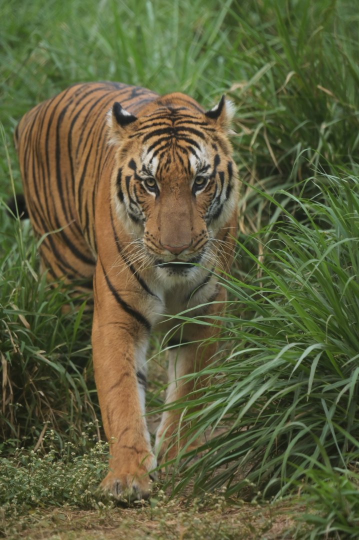Bengal tiger PAnthera tigris tigris