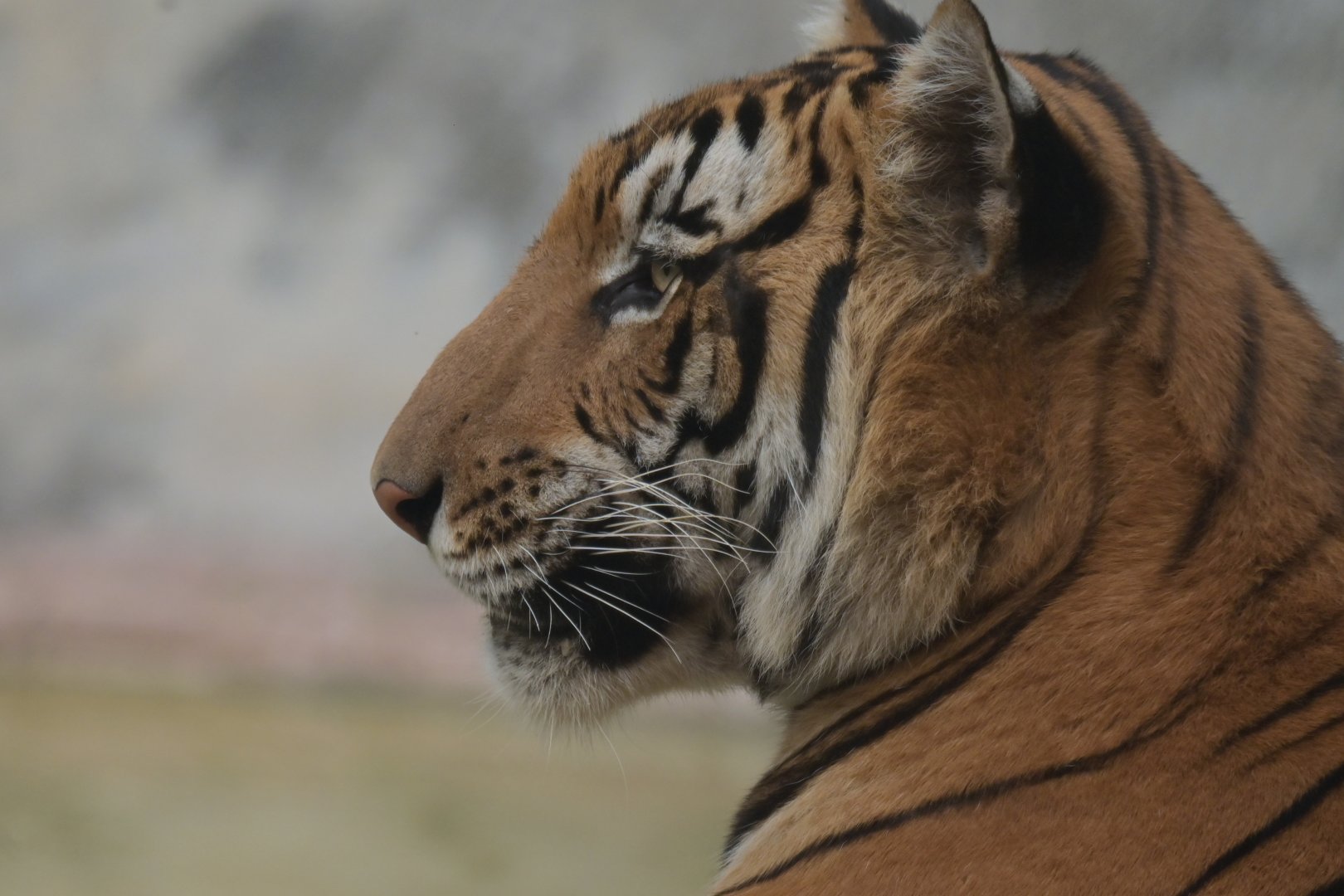 Bengal tiger PAnthera tigris tigris