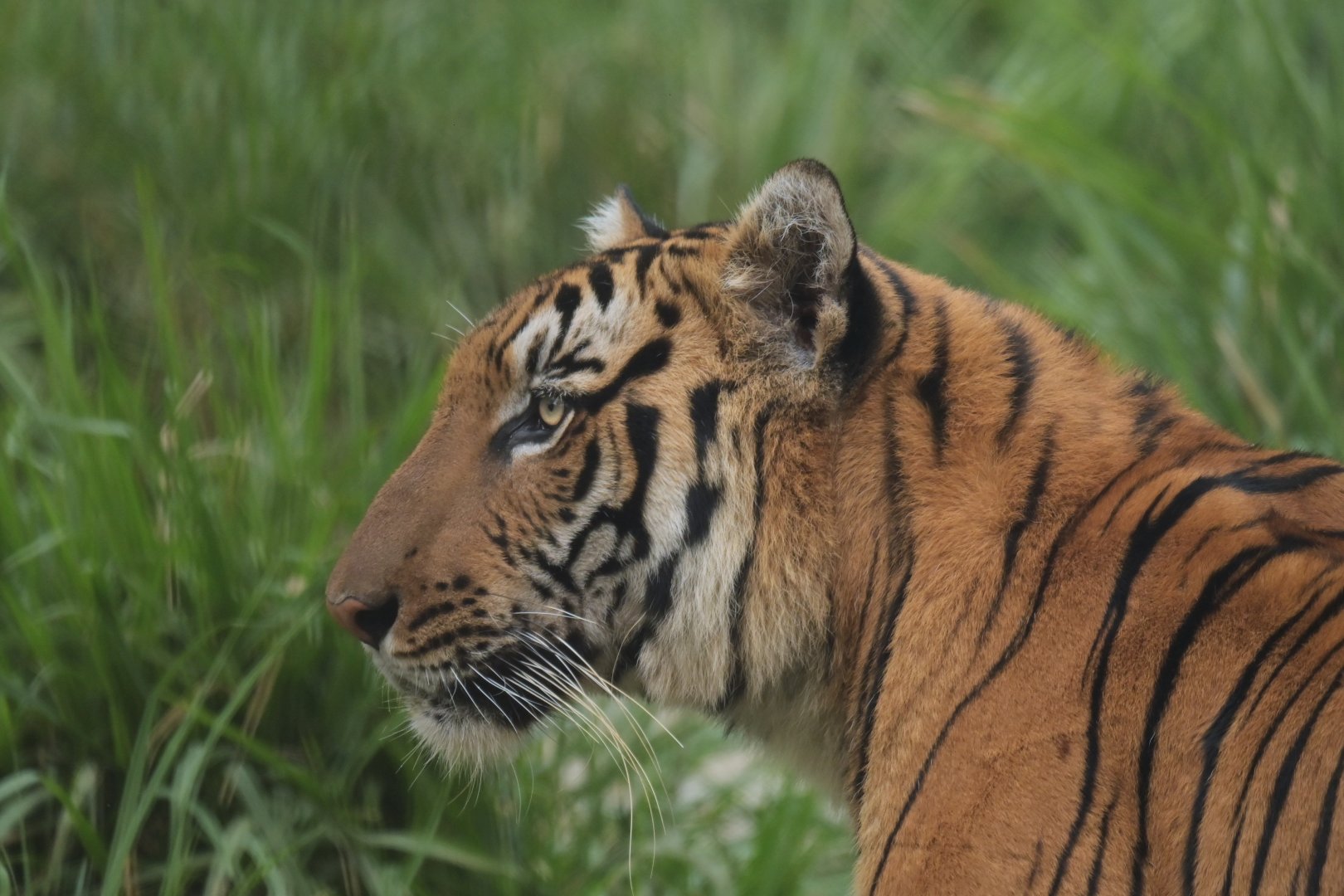 Bengal tiger PAnthera tigris tigris