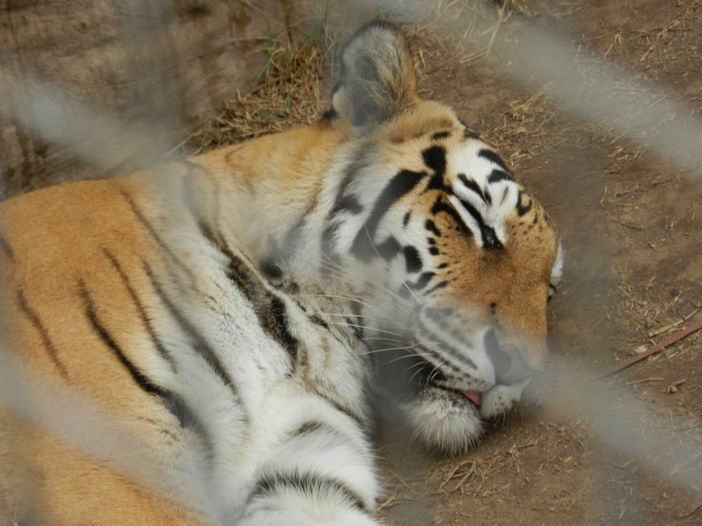 Bengal tiger - Parque de Las Leyendas