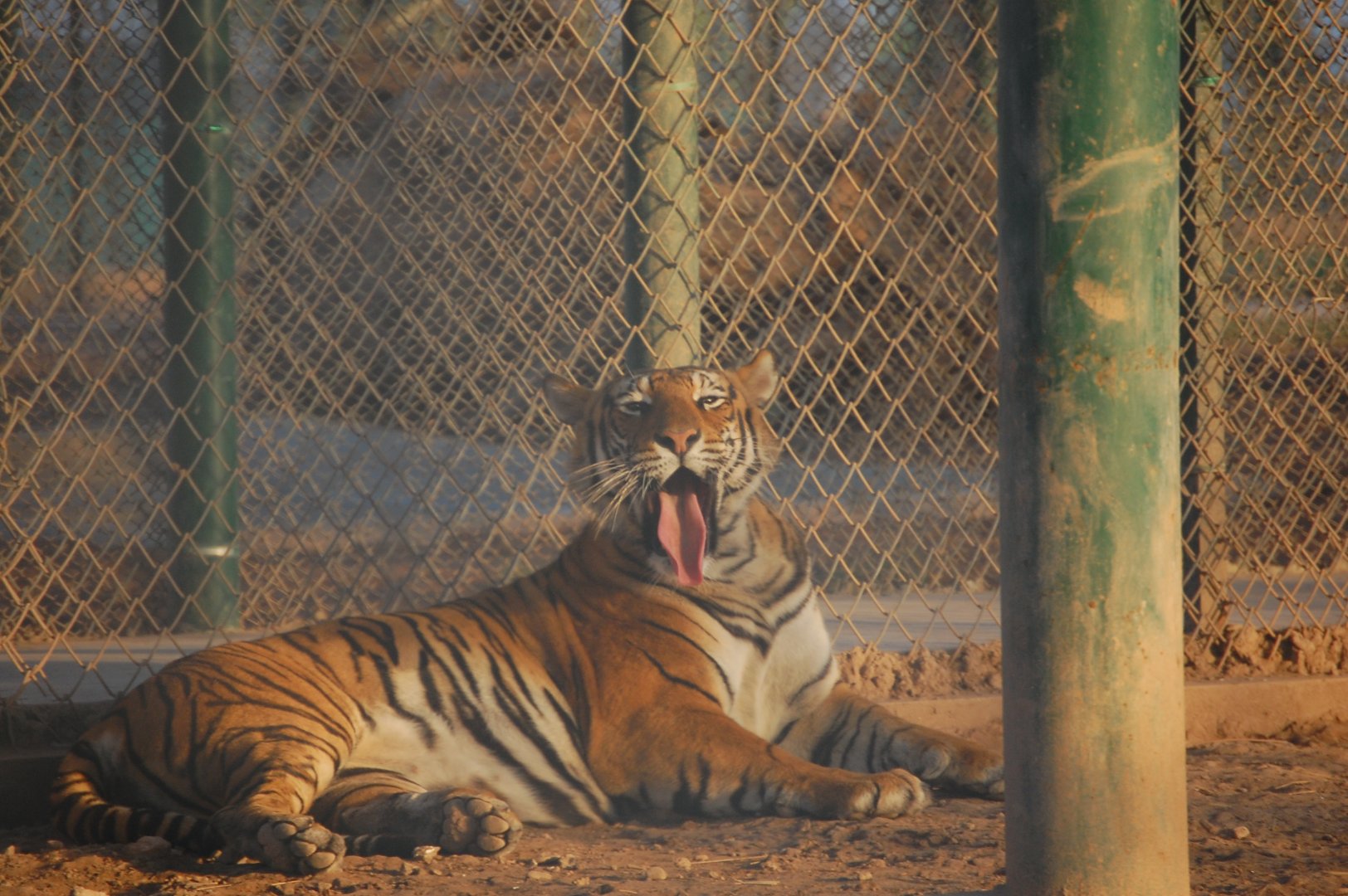 Bengal tiger - Peshawar Zoo 20/10/2018