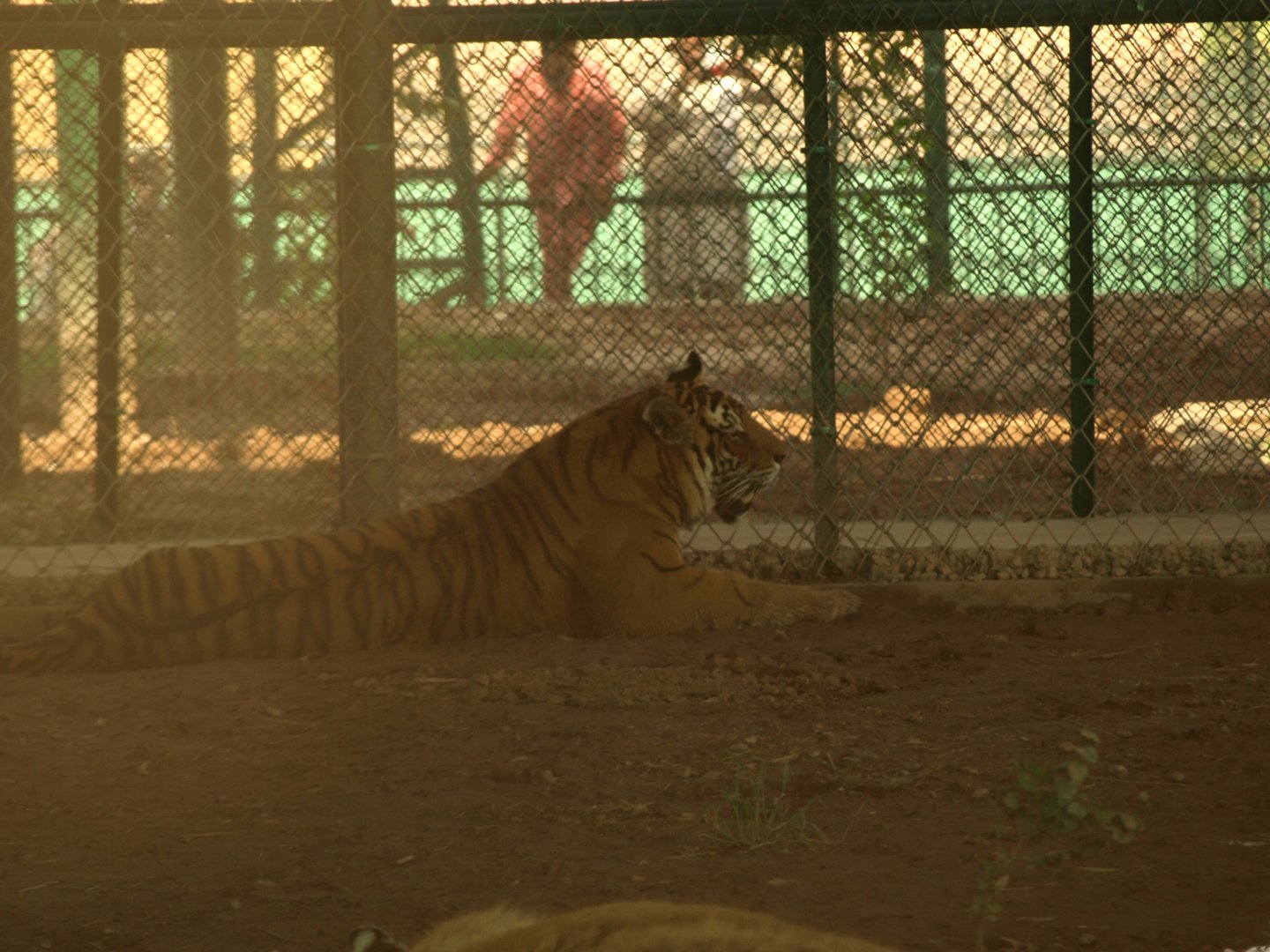 Bengal tiger - Peshawar Zoo 21/7/2018