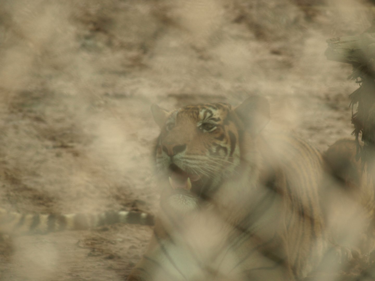 Bengal tiger - Peshawar Zoo 22/7/2018