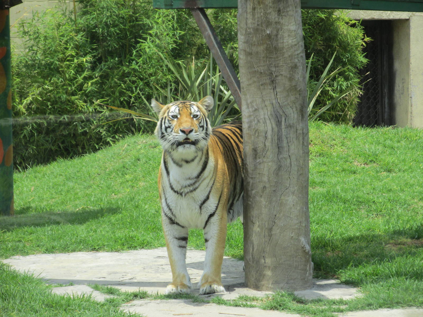 BENGAL TIGER SAN JUAN ARAGON ZOO