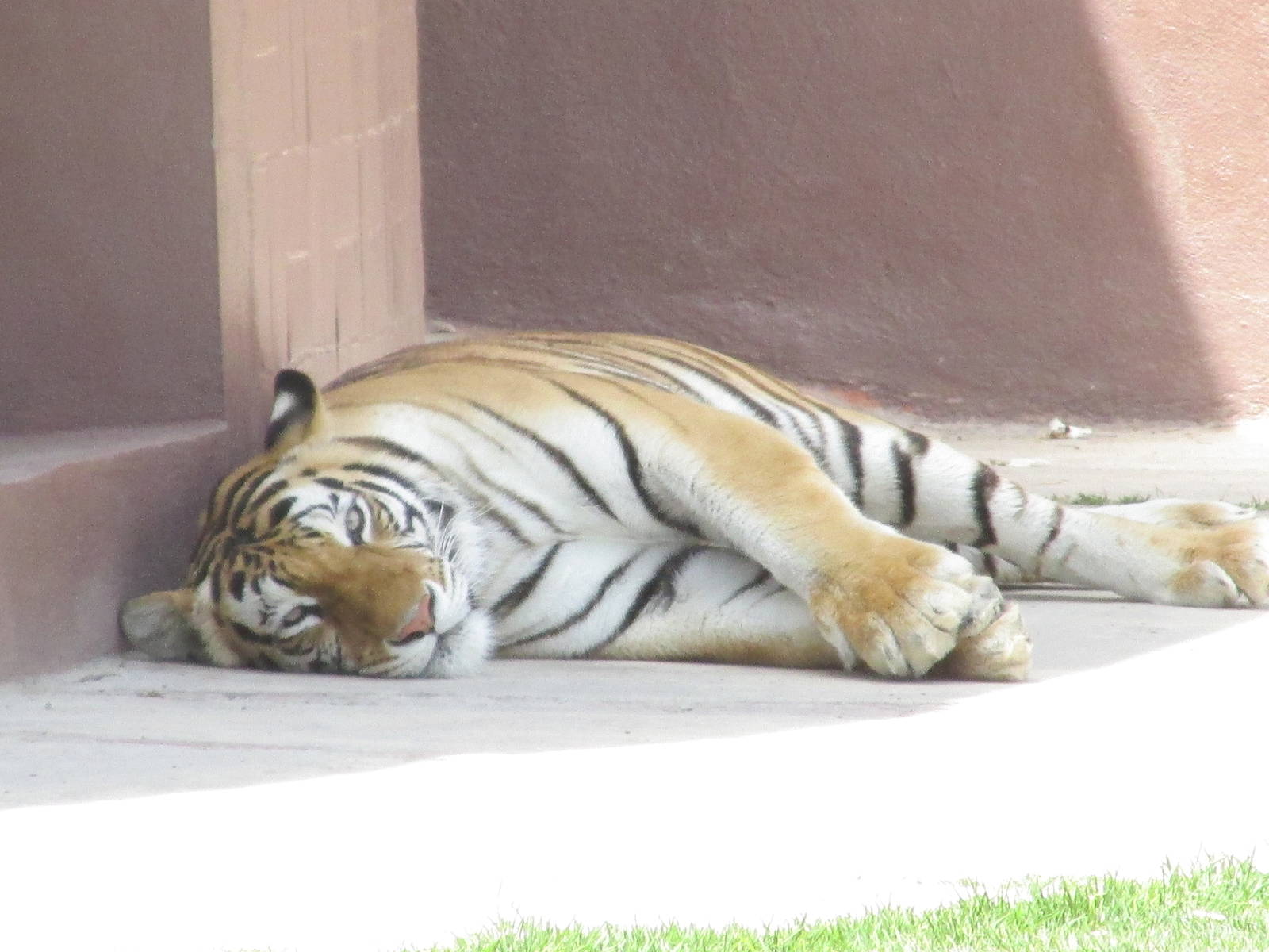 bengal tiger san juan de aragon zoo