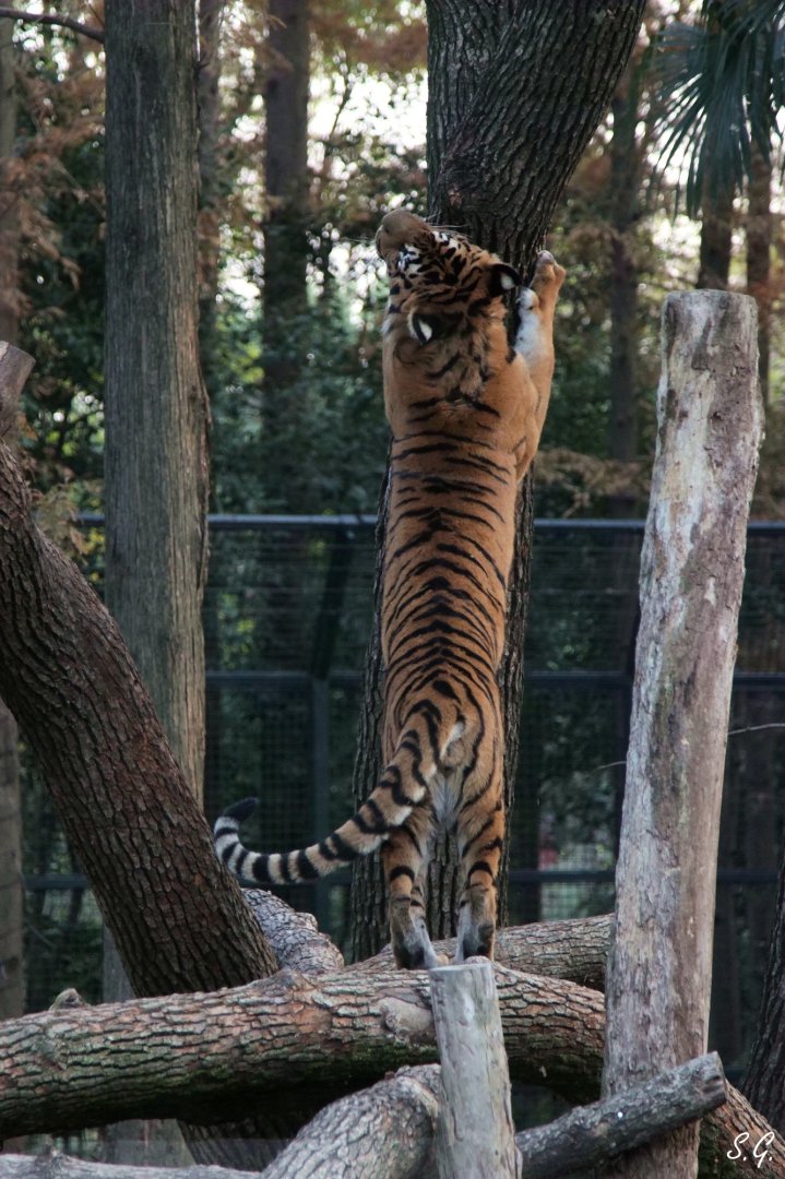 Bengal tiger scratching on tree
