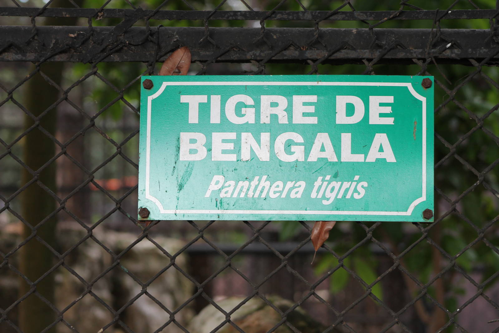 Bengal tiger sign