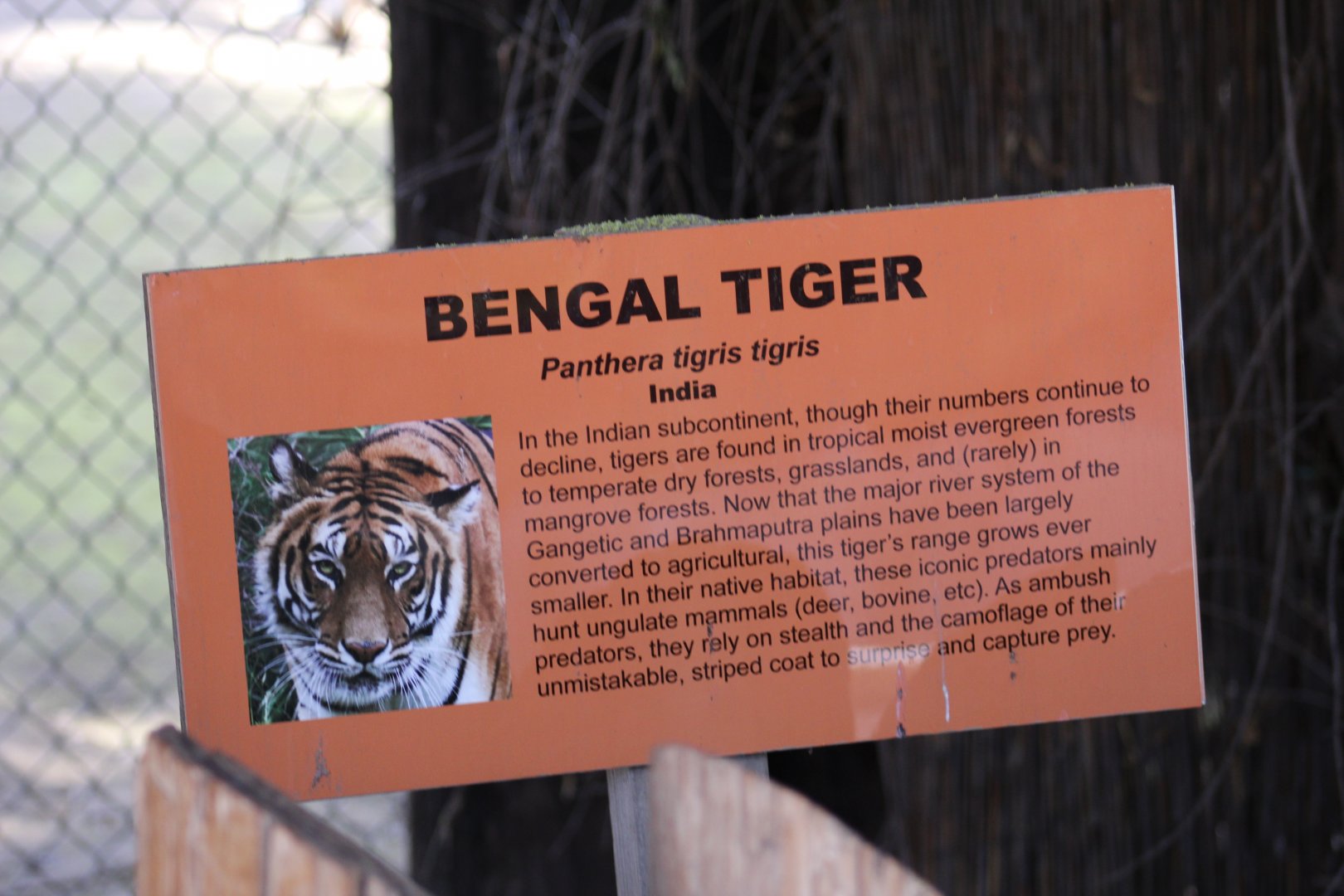 "Bengal" Tiger Signage