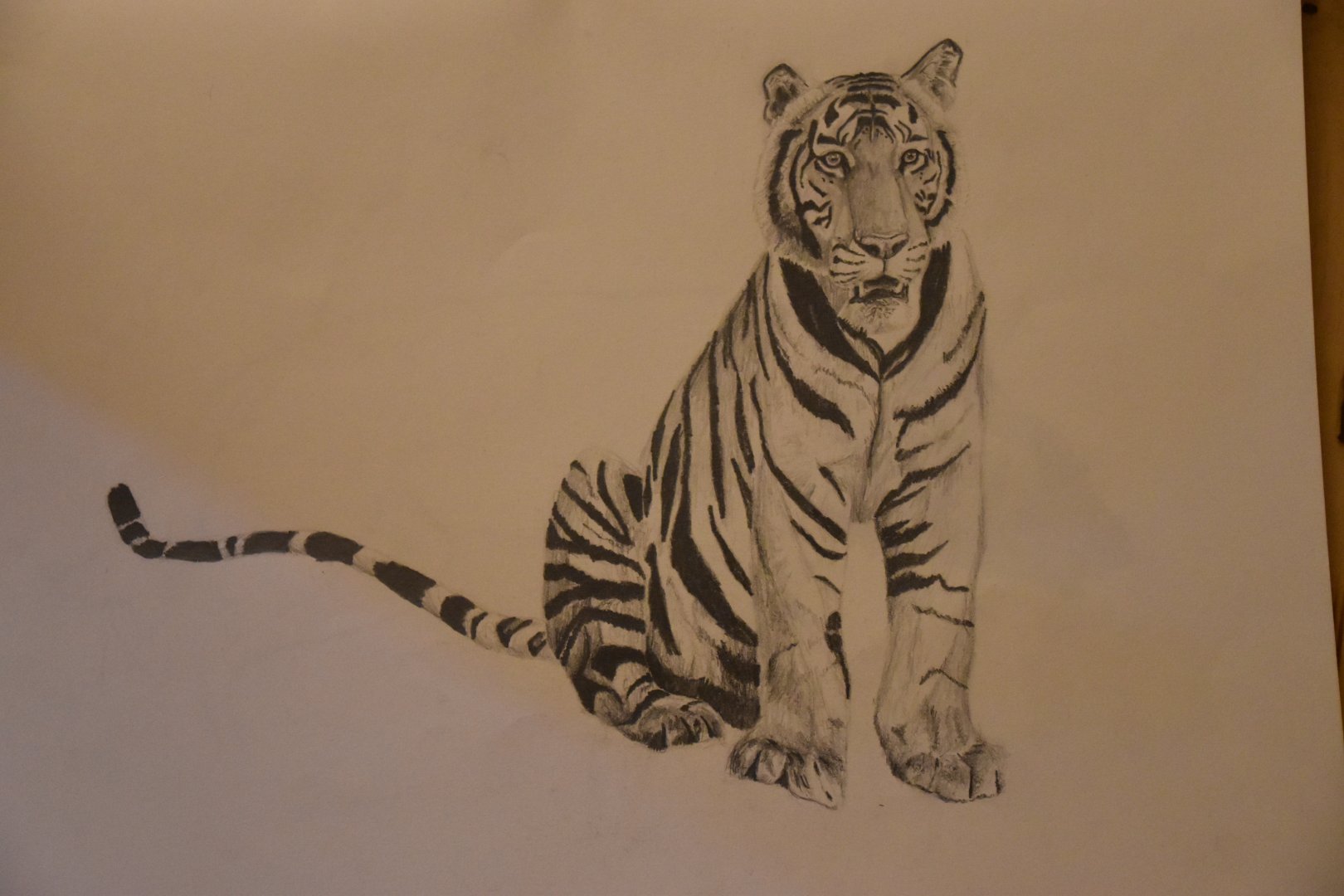 Bengal tiger sketch