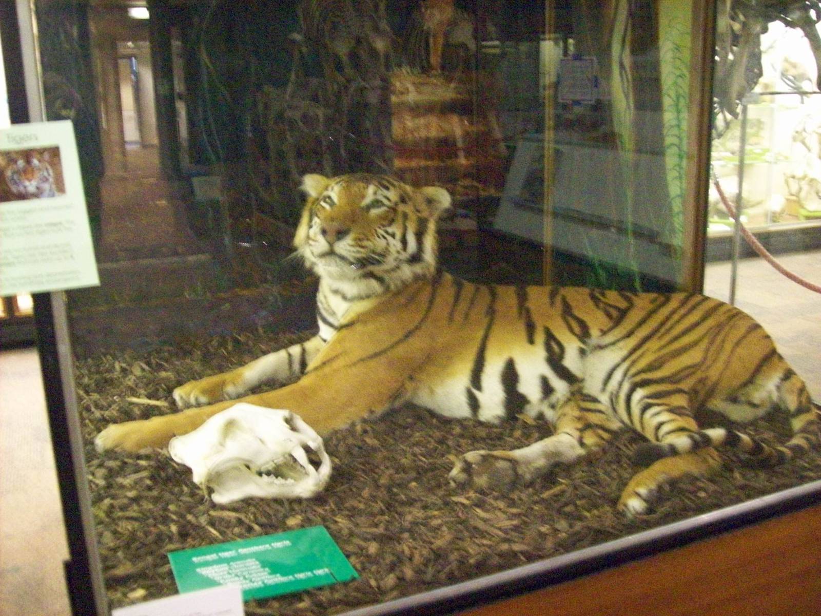 Bengal tiger taxidermy (Aberdeen zoology museum)