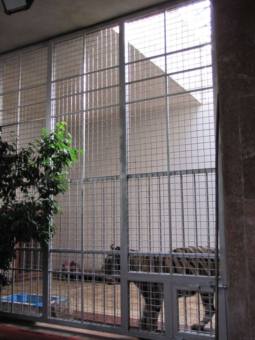 Bengal Tiger(tehran zoo)