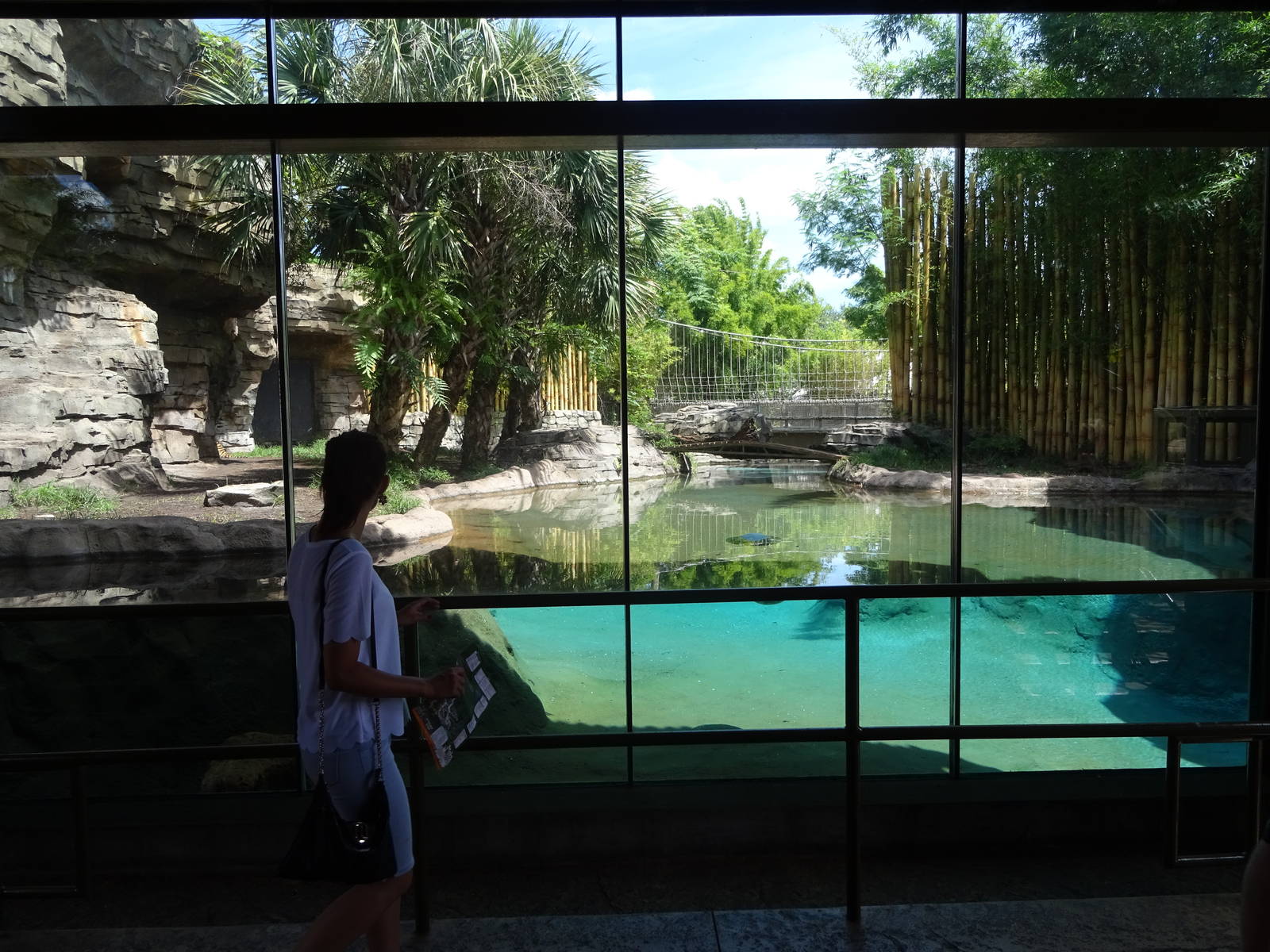 Bengal Tiger Underwater Viewing Area at Busch Gardens Tampa