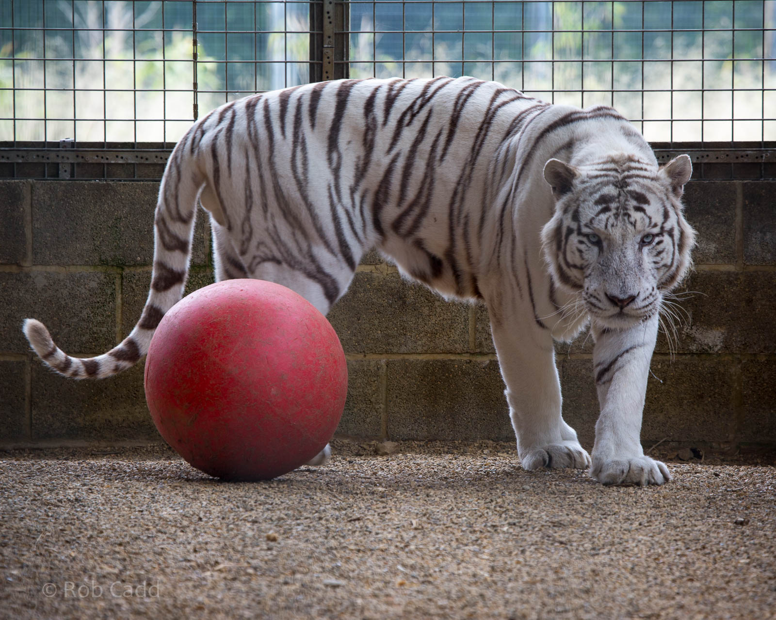 Bengal tiger (white) : Hamerton : 05 Sep 2014