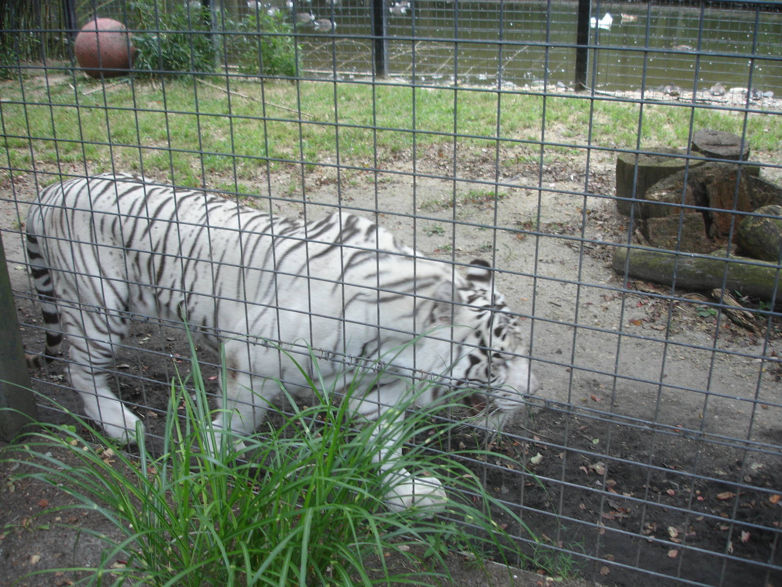 Bengal Tiger - white