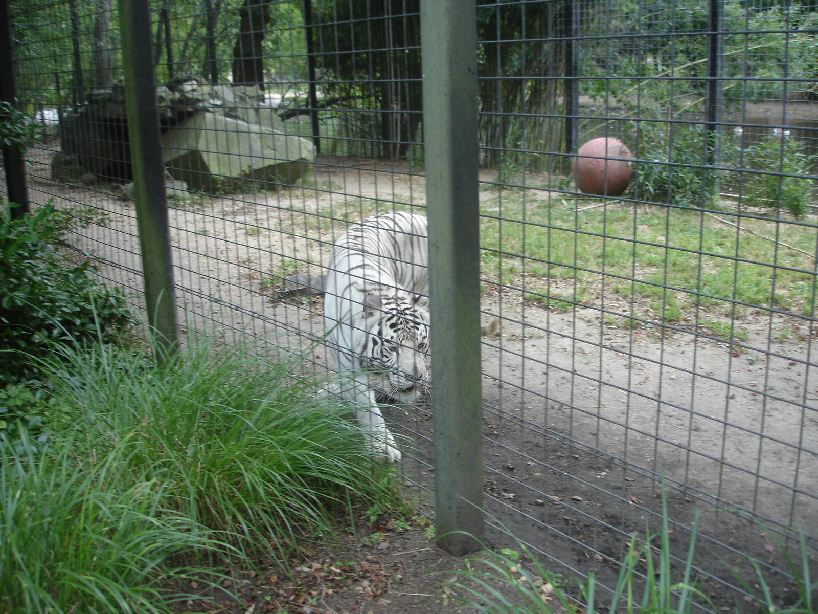 Bengal Tiger - white