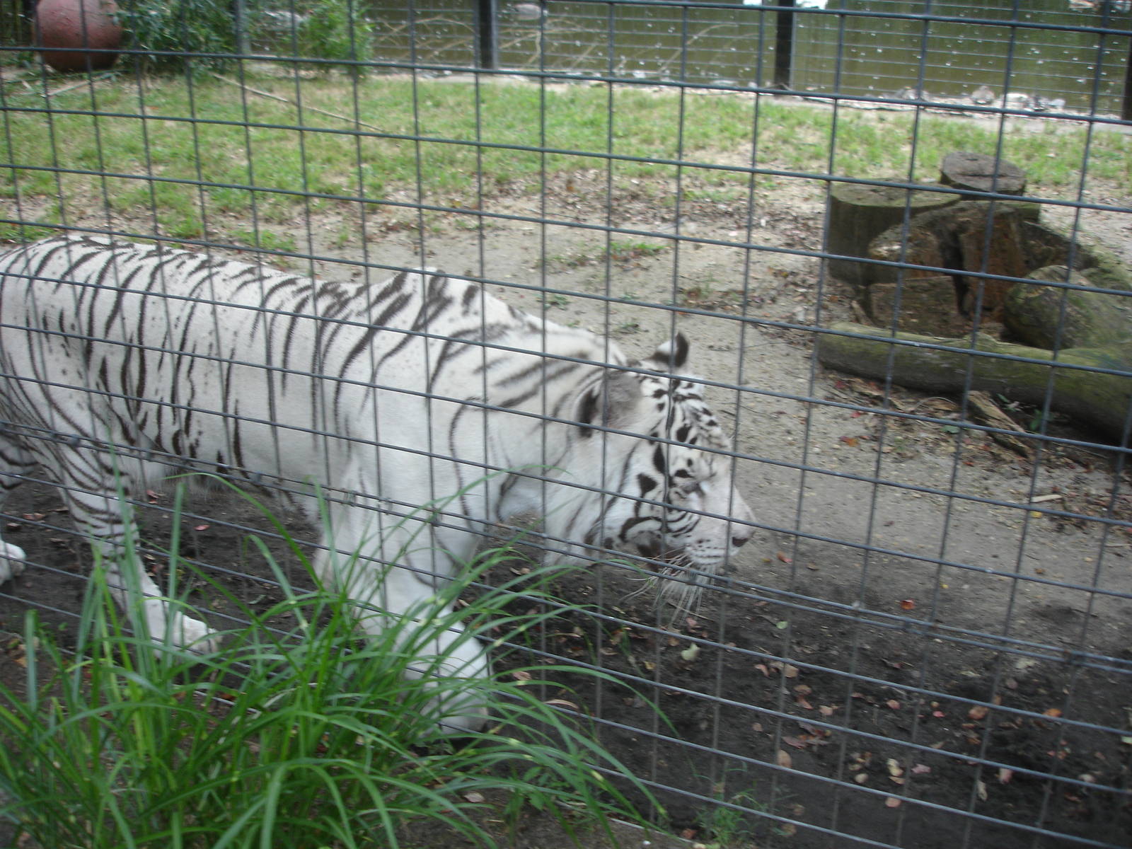 Bengal Tiger - white
