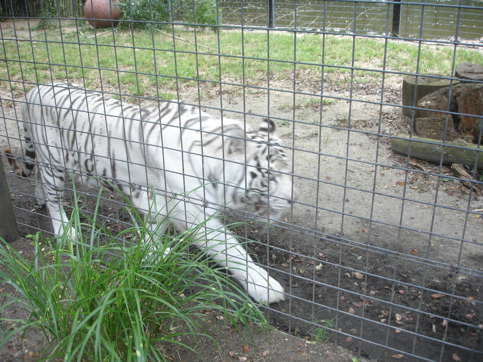 Bengal Tiger - white