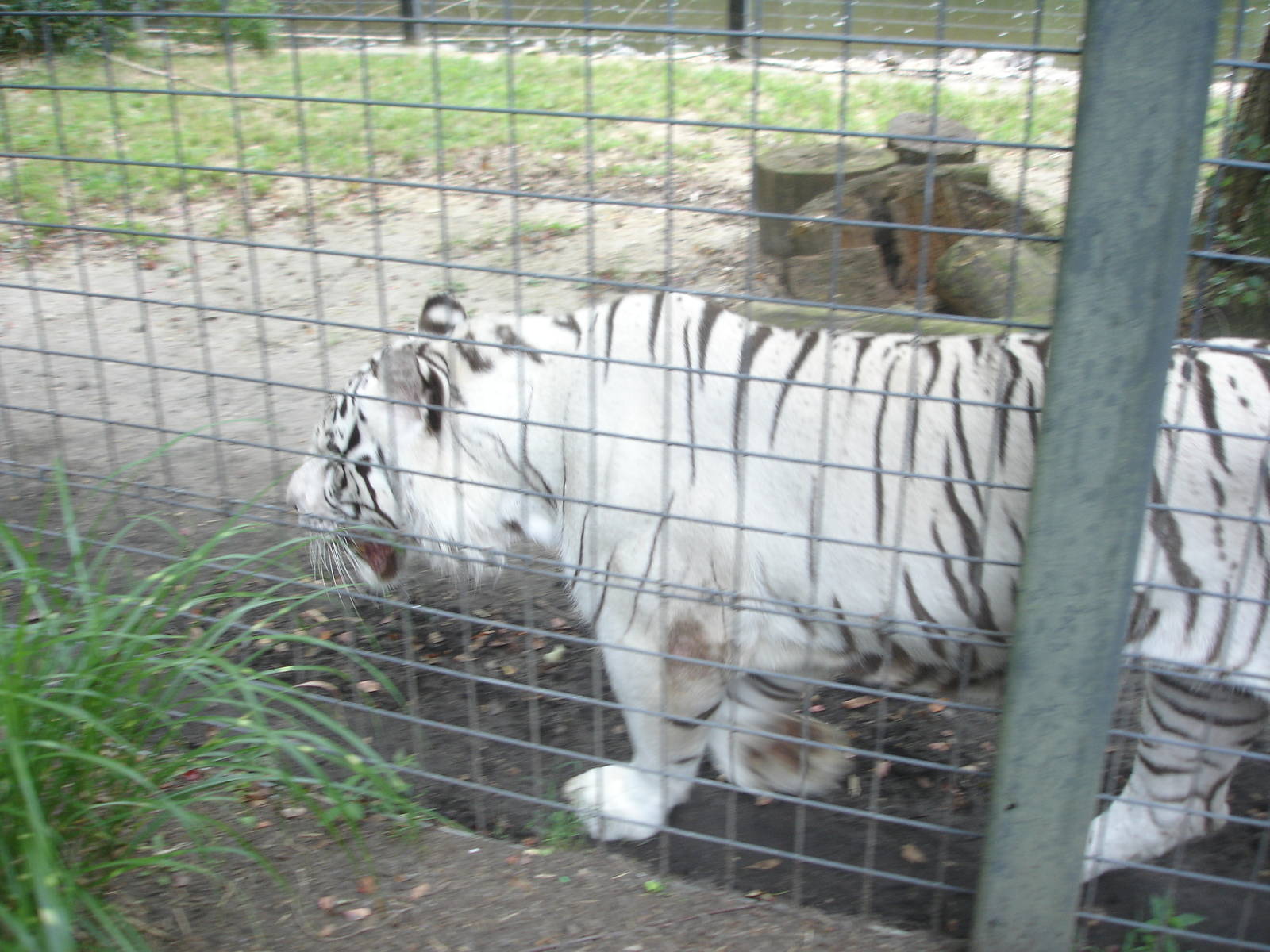 Bengal Tiger - white
