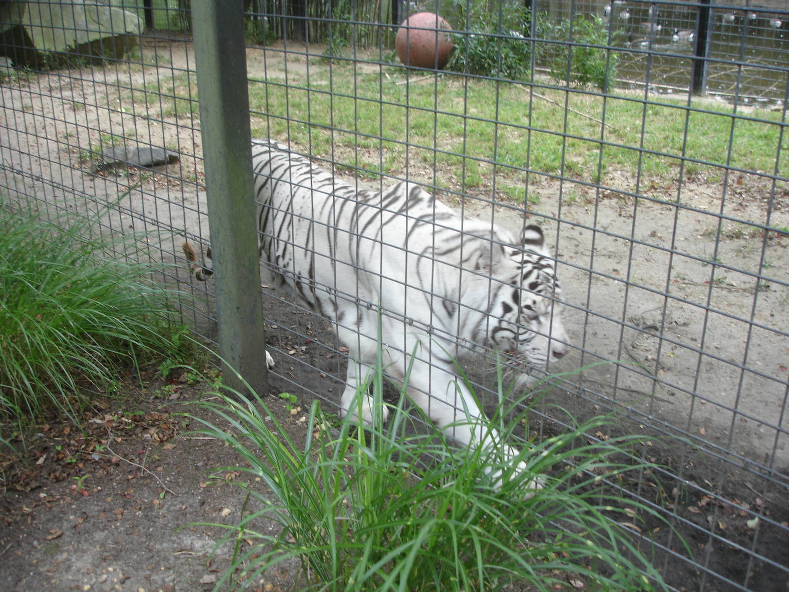 Bengal Tiger - white