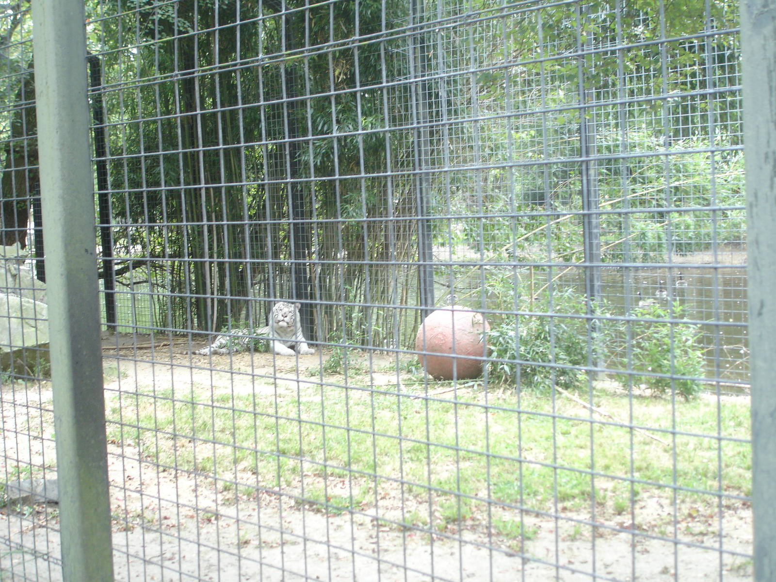 Bengal Tiger - white