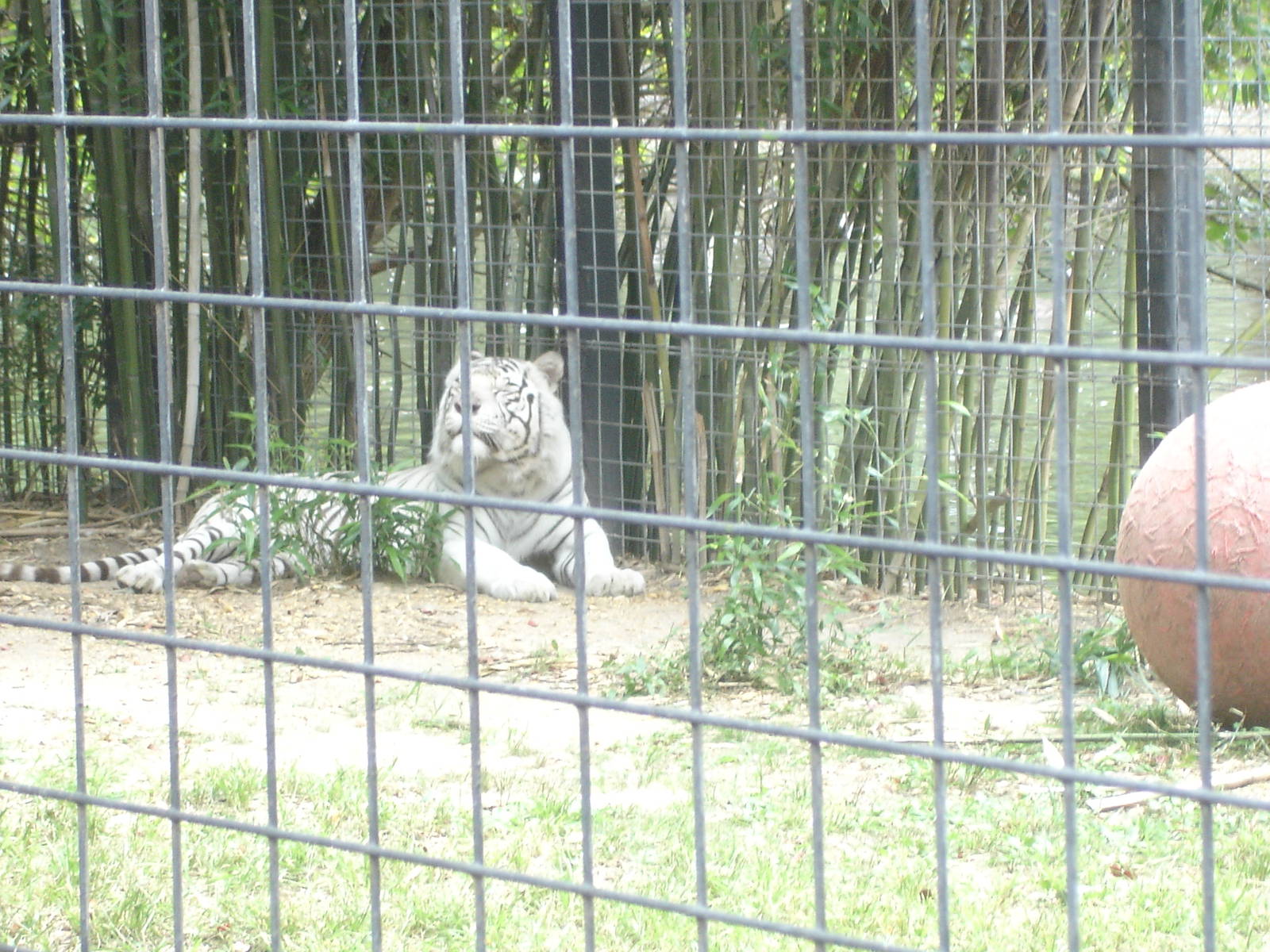 Bengal Tiger - white