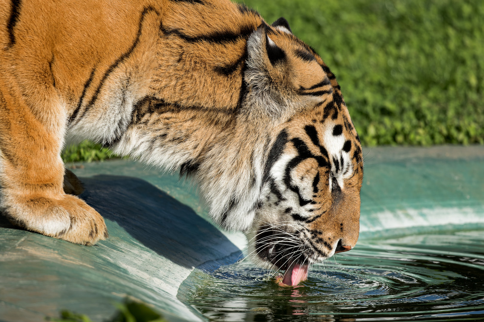 Bengal Tiger / Wolds Wildlife Park / 6-10-22
