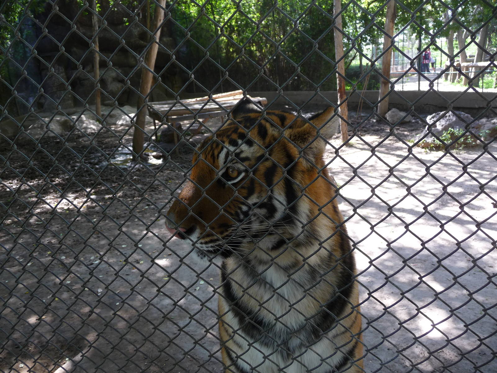 bengal tiger zoologico de irapuato