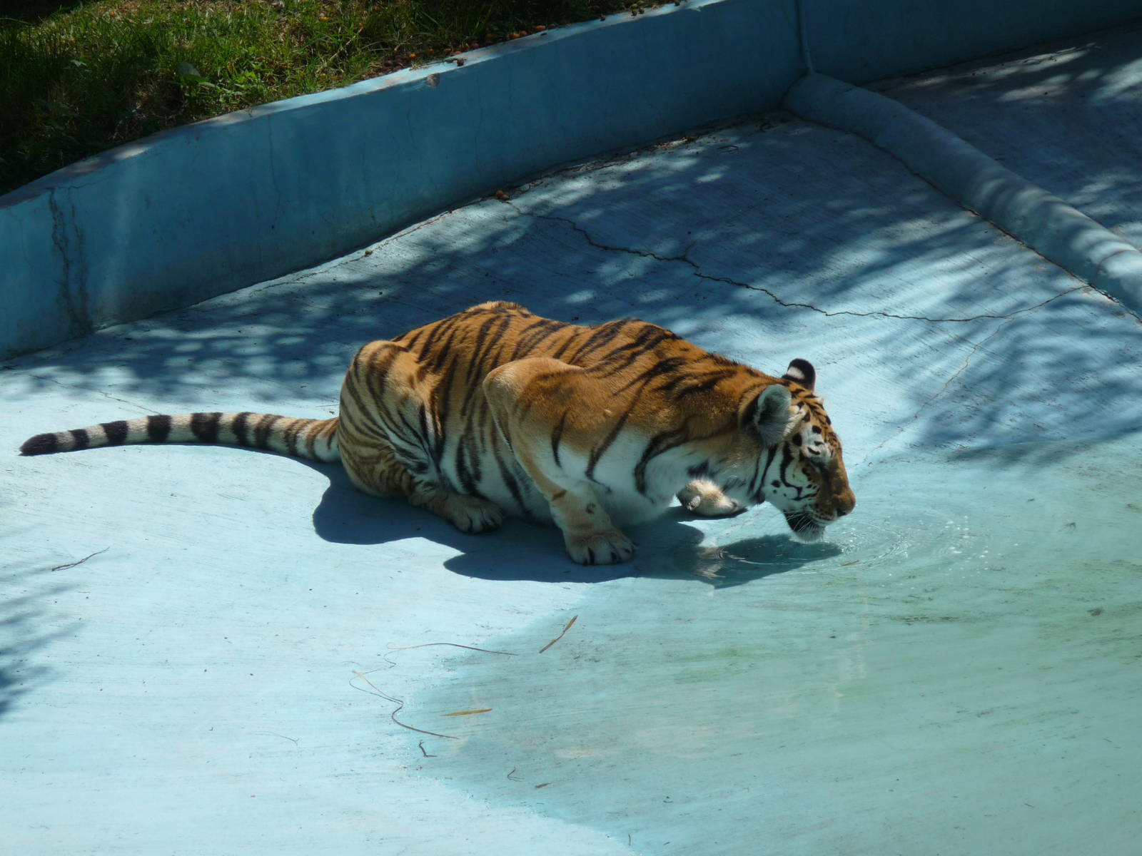 bengal tiger zoologico del altiplano tlaxcala