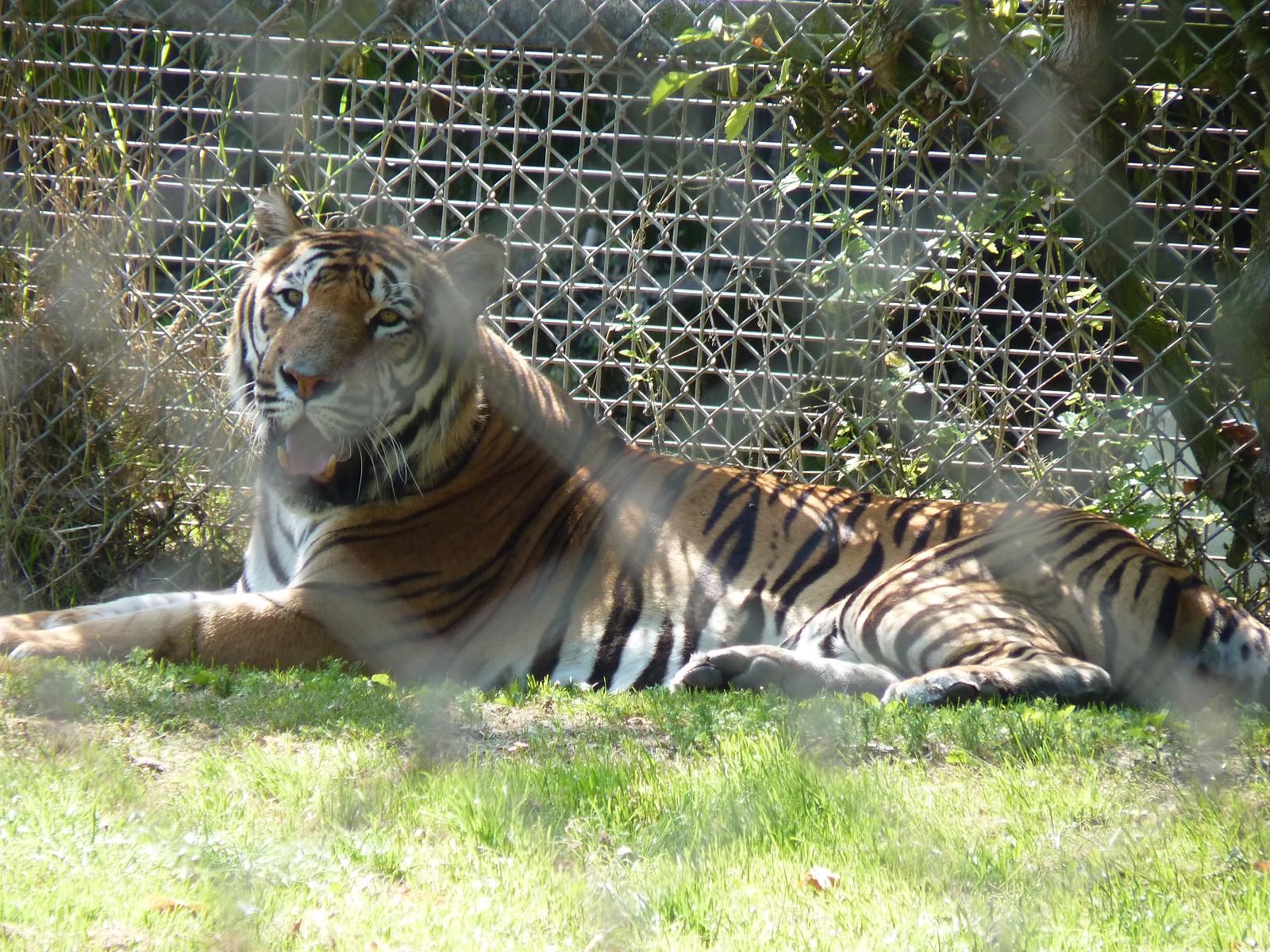 Bengal Tiger