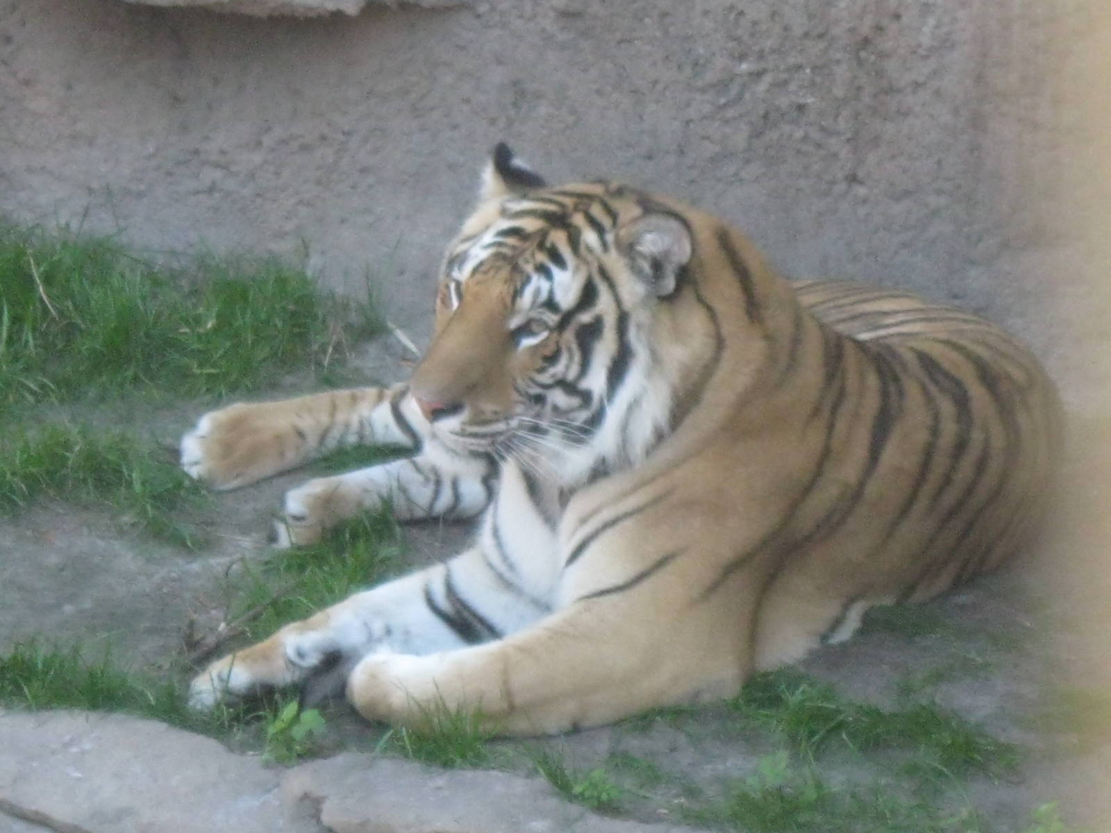 Bengal Tiger