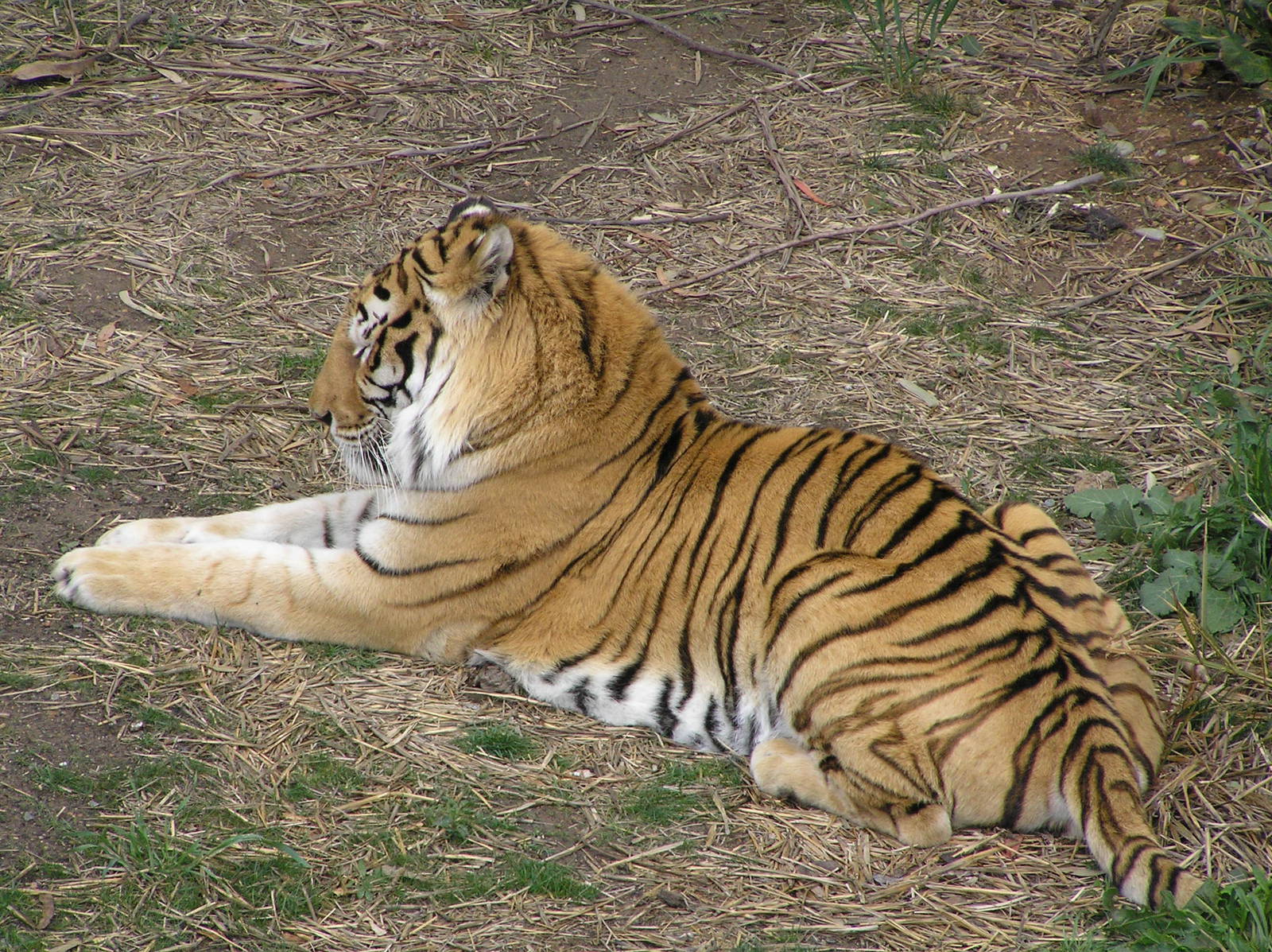 Bengal tiger