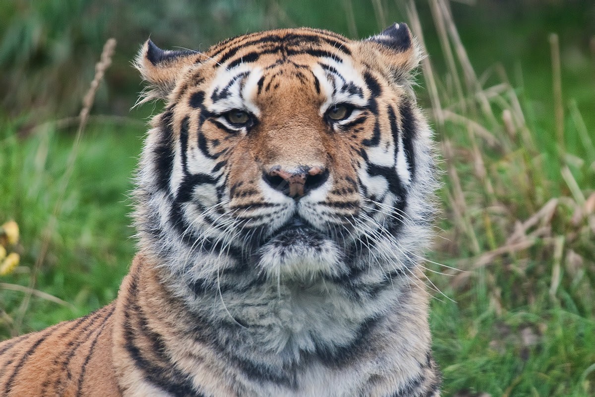 Bengal Tiger