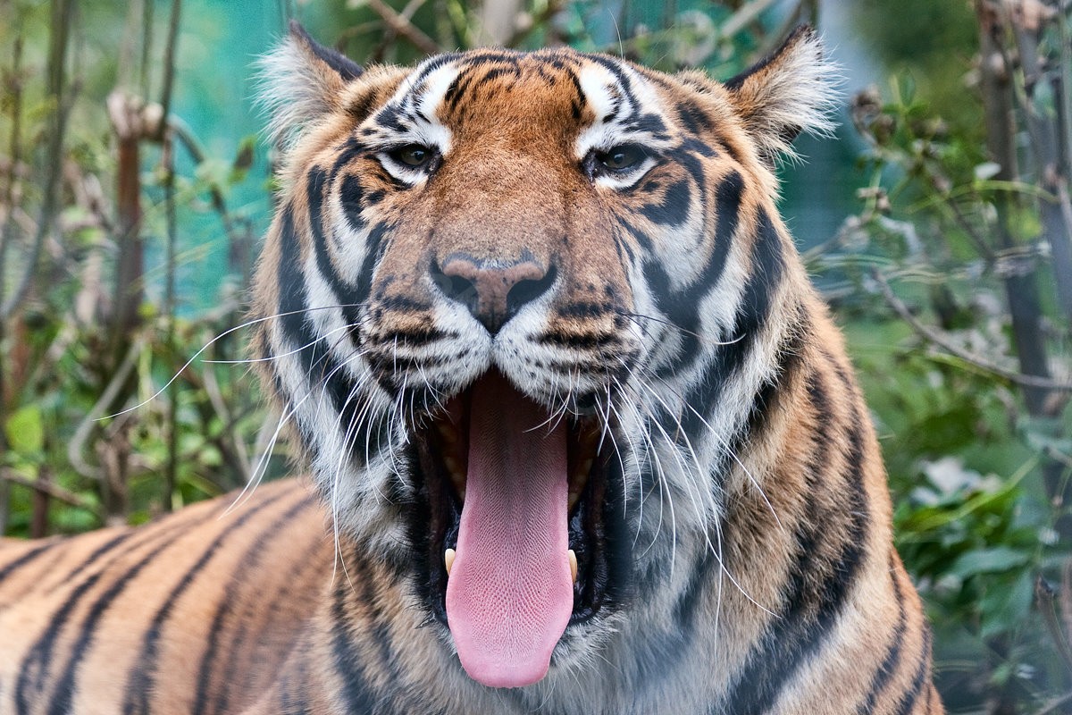 Bengal Tiger
