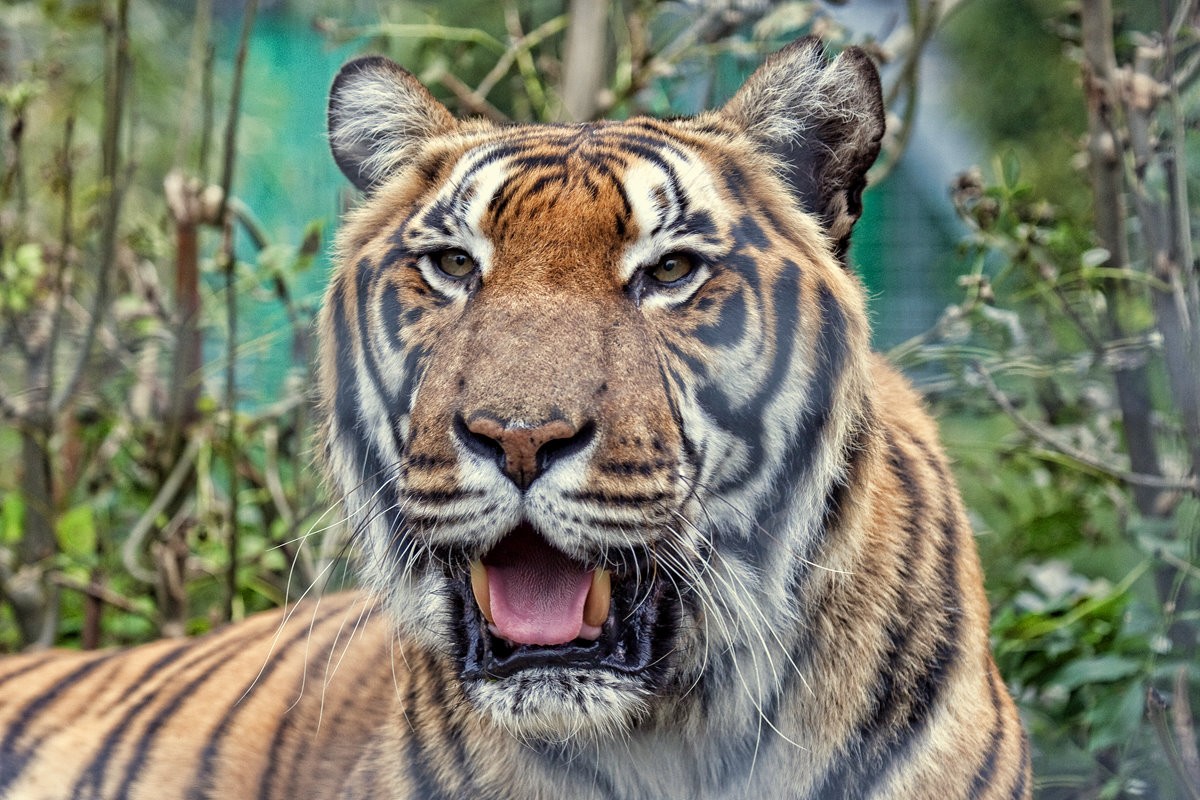 Bengal Tiger