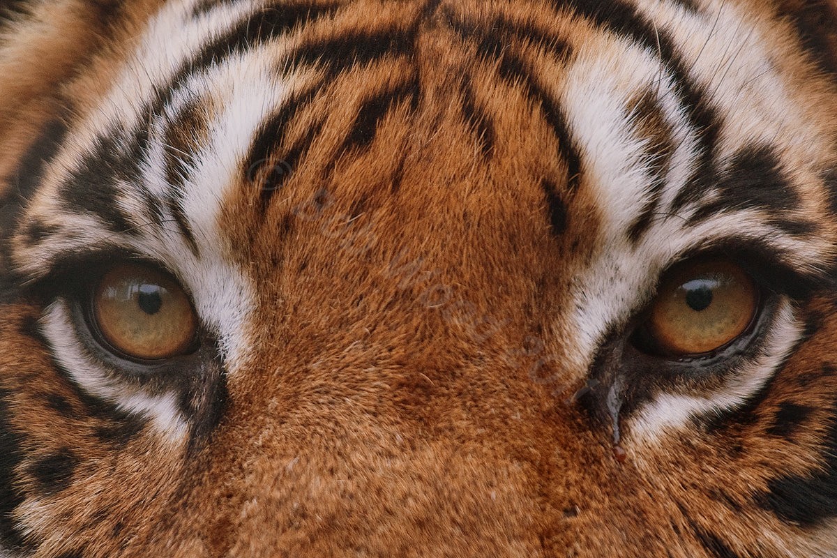 Bengal Tiger