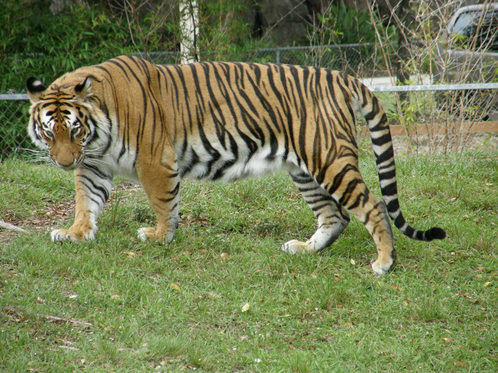 bengal tiger