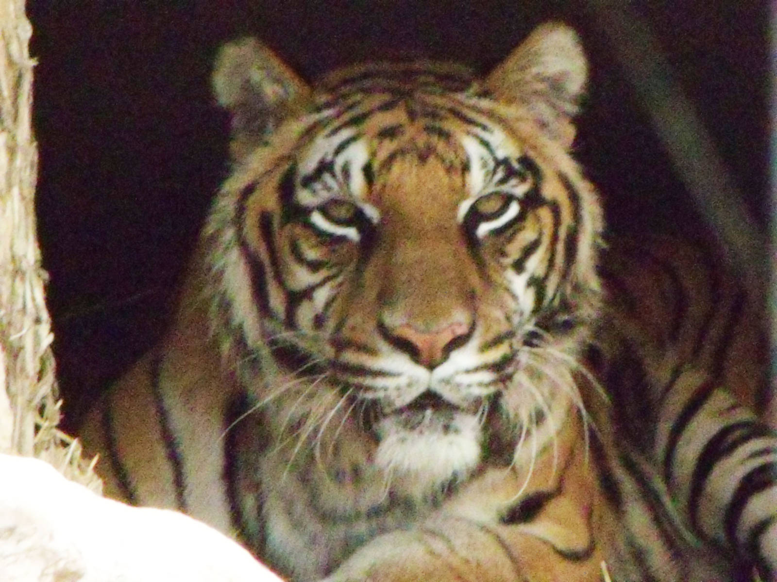Bengal Tiger