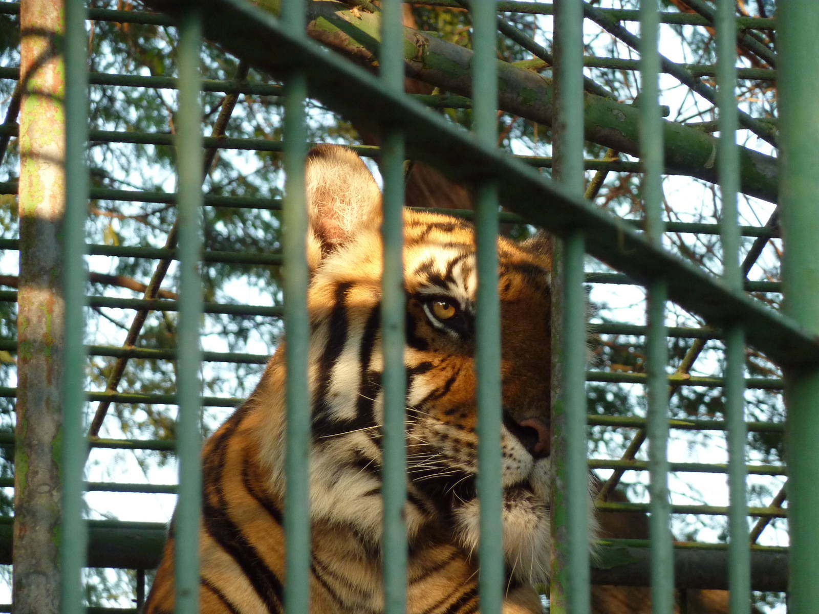 Bengal tiger