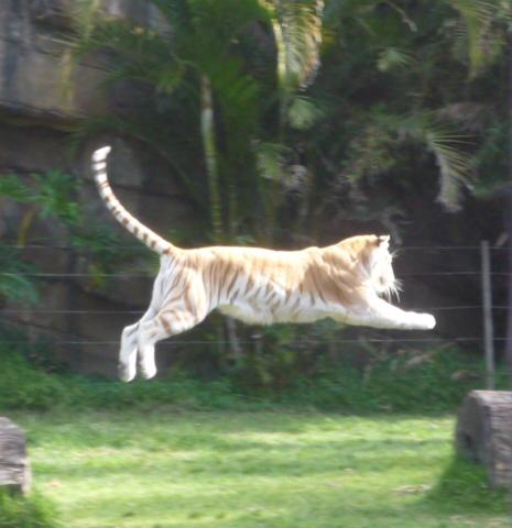 Bengal Tiger