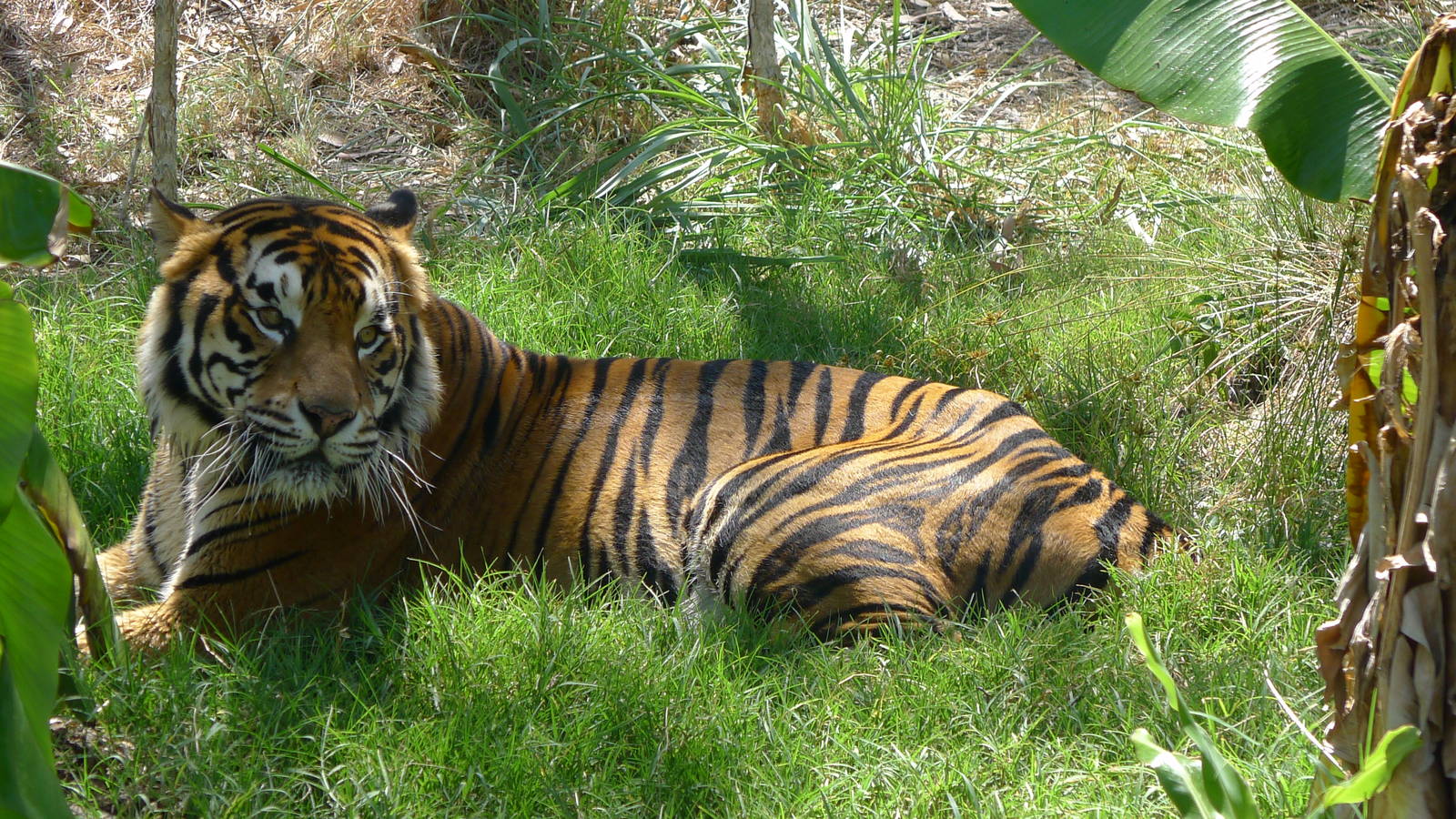 Bengal Tiger