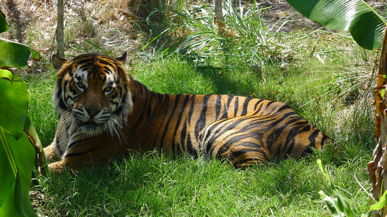 Bengal Tiger