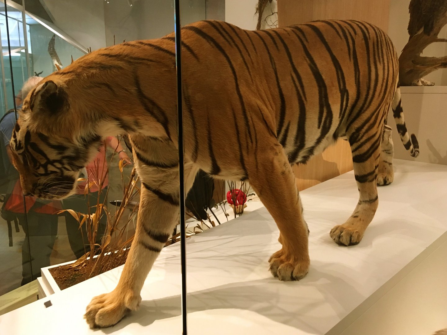 Bengal Tiger